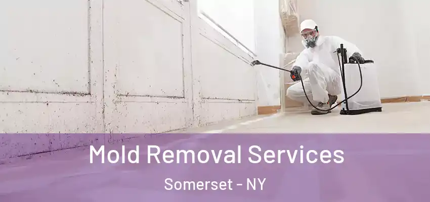  Mold Removal Services Somerset - NY