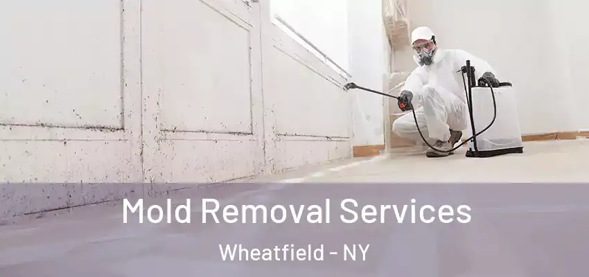  Mold Removal Services Wheatfield - NY