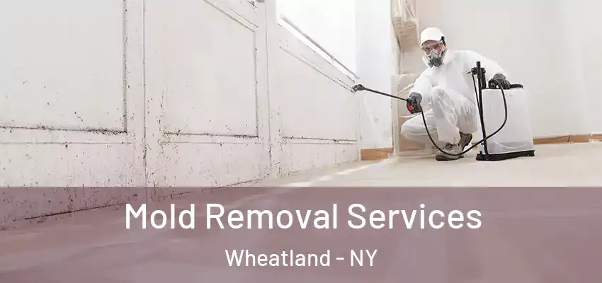 Mold Removal Services Wheatland - NY
