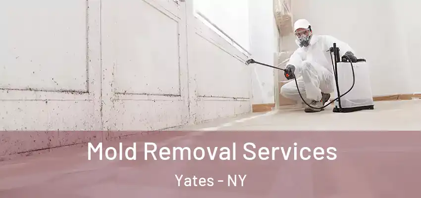  Mold Removal Services Yates - NY