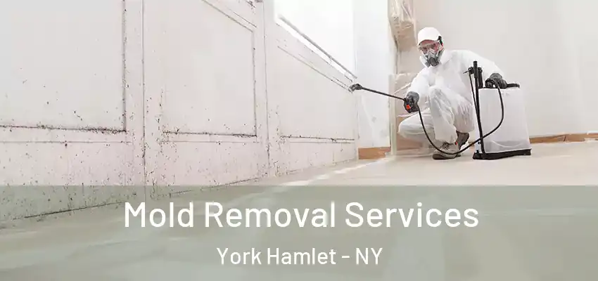  Mold Removal Services York Hamlet - NY