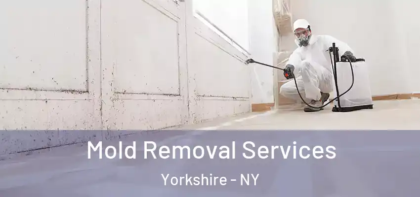  Mold Removal Services Yorkshire - NY