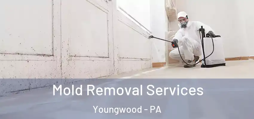  Mold Removal Services Youngwood - PA