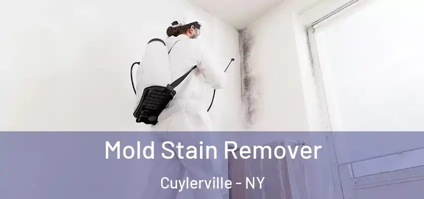  Mold Stain Remover Cuylerville - NY