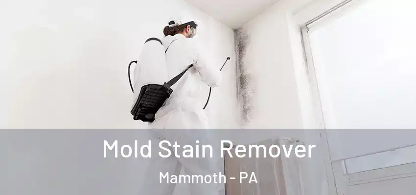  Mold Stain Remover Mammoth - PA