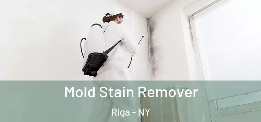  Mold Stain Remover Riga - NY