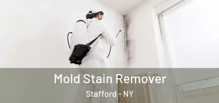  Mold Stain Remover Stafford - NY